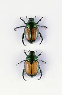 Scarabaeidae: Japanese Beetles
