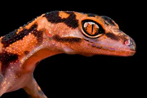 Orientalis: The Japanese Cave Gecko (Goniurosaurus orientalis)
