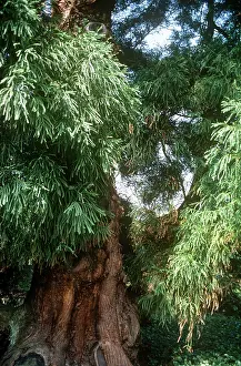Cedars: Japanese Cedar