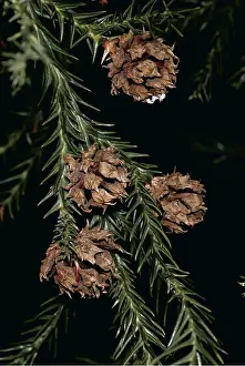 Cedars: JAPANESE CEDAR