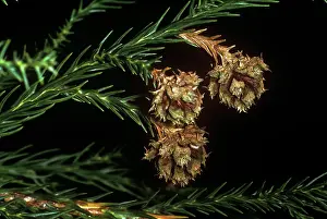 Cedars: Japanese Cedar - kernels close up