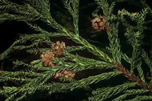 Cedars: Japanese Cedar - kernelsS