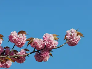 Rosales: Japanese cherry