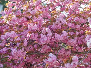 Rosales: Japanese cherry