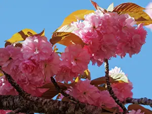 Rosales: Japanese cherry