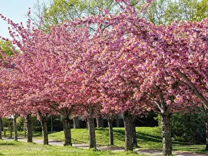 Rosales: Japanese cherry