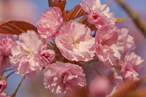 Wuerttemberg: Japanese cherry - brightly pink blooming flowering