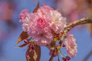Wuerttemberg: Japanese cherry - brightly pink blooming flowering