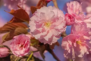 Wuerttemberg: Japanese cherry - brightly pink blooming flowering