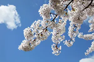 Cherries: Japanese cherry trees in full spring blossom