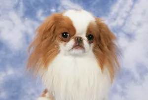 Chin: Japanese Chin Dog - close-up of head