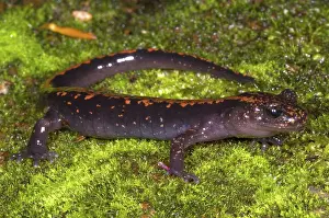 Case: Japanese Clawed Salamander