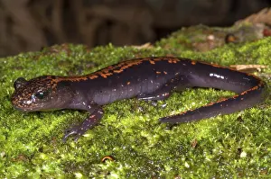 Case: Japanese Clawed Salamander