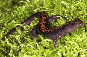 Case: Japanese Clawed Salamander