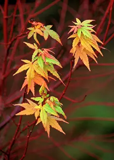 Maples: Japanese / Coral Bark Maple - Sango Kaku