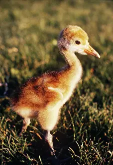 Gruidae: Japanese Crane chick