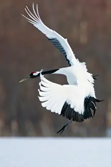 Leap: Japanese crane, Hokkaido, Japan