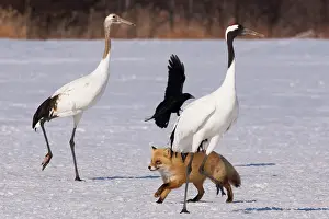 Japonensis: Japanese cranes, a crow, and a red fox