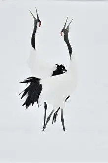 Sing: Japanese Cranes (Grus japonensis) displaying, Hokkaido