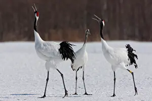 Hokkaido: Japanese cranes, Hokkaido, Japan