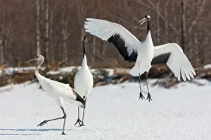 Leap: Japanese cranes, Hokkaido, Japan
