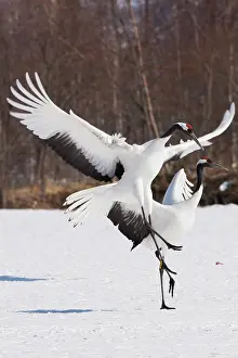 Dance: Japanese cranes, Hokkaido, Japan
