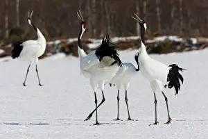 Hokkaido: Japanese cranes, Hokkaido, Japan