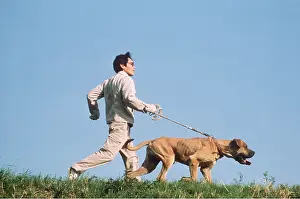 Owner: Japanese Fighting DOG / Japanese Toza / Tosa - being