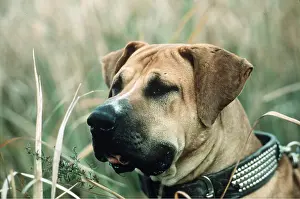 Collar: JAPANESE FIGHTING DOG / Toza / Tosa - close-up of head