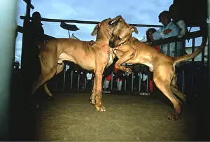 Biting: Japanese Fighting Dogs / Japanese Toza / Tosa -