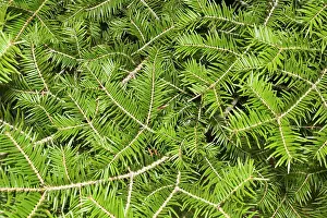 Firs: Japanese Fir - Pine needles / leaves