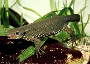 Fire: Japanese Fire Bellied Newt - Underwater