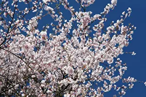 Serrulata: Japanese Flowering Cherry - blossom in springtime