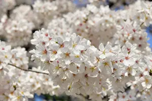 Serrulata: Japanese flowering cherry trees (Prunus serrulata)