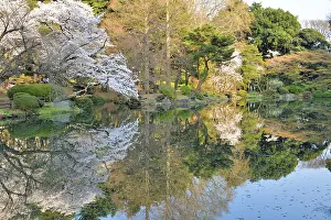 Serrulata: Japanese flowering cherry trees (Prunus serrulata)