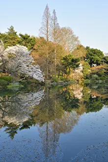Serrulata: Japanese flowering cherry trees (Prunus serrulata)