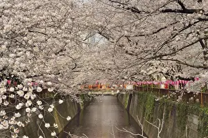 Serrulata: Japanese flowering cherry trees (Prunus serrulata)