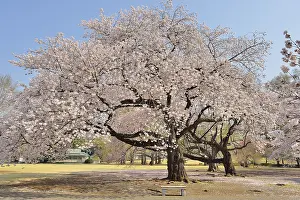 Bench: Japanese flowering cherry trees (Prunus serrulata)