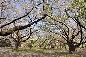 Serrulata: Japanese flowering cherry trees (Prunus serrulata)