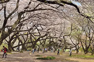 Serrulata: Japanese flowering cherry trees (Prunus serrulata)