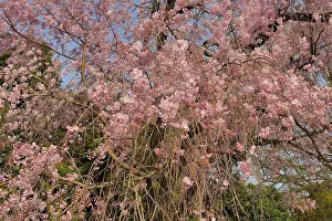 Serrulata: Japanese flowering cherry trees (Prunus serrulata)