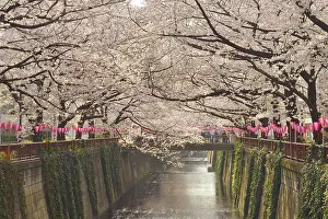 Canal: Japanese flowering cherry trees (Prunus serrulata)