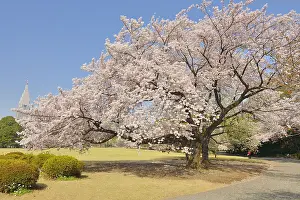 Serrulata: Japanese flowering cherry trees (Prunus serrulata)