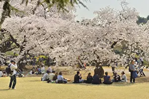 Serrulata: Japanese flowering cherry trees (Prunus serrulata)