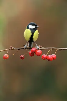 Gardenbird: Japanese Flowering Crabapple