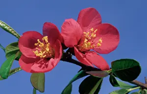 Quince: Japanese flowering quince - flowers