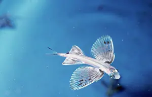 Flyingfish: Japanese FLYING FISH