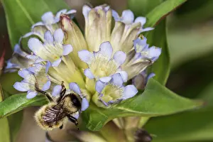 Bumblebee: Japanese gentian (Gentiana scabra) with a bumblebee
