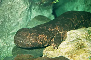 Japonicus: Japanese Giant SALAMANDER
