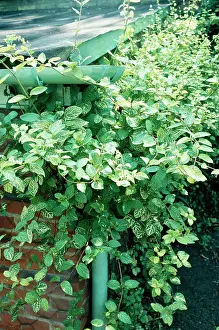 Honeysuckle: Japanese / Hall's Honeysuckle